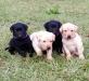 Puppies