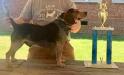 Jessie sire  Sadie and Dottie litter.  Jessie is ARHA Little Pack Bench and Field Champion.