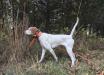 English Pointer FM 10 months old