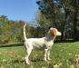 English Setter FM 5 months old