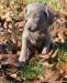 Blue and silver Weimaraner puppies 