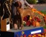 Sire of upcoming litter, hunting and show background. Beautiful, smart and has a nose! Weighs about 63lbs
Has all clearances and is titled
Lives as a beloved family pet.
Not hyper!