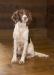 Sire: NFC FC AFC CROSSWINDS COMIC RELIEF "RIOT"