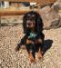 This is Lizzy.  She is a Black and Tan English Cocker Spaniel. Lizzy was bred to Keeper, and if all goes well she will be having a litter on or about 7 Jan 2020