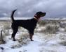 This is Zoli,  She is one of my Field Bred Gordon Setters,  She was bred to Clearcut Esquire Jed.  Puppies are expected on or about 7 Jan 2020