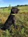 Turk, black Pudelpointer - NA 110/II
Litter expected June 2020 (stud will be out of Ripsnorter&#39;s kennel)
