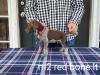 Male Red Collar Liver Roan puppy