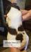Tri-color liver male 2