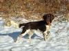 Breeding Dame: Grasidigen's Lycka