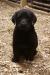 Ebony is more laid back but loves to retrieve! 