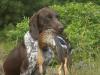 Ruger with a duck 