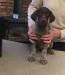 Frollo (Black Male)