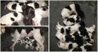 4 males / 4 females @ 2 weeks old
