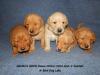 Male puppies from Scarlett and Flame litter