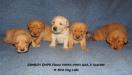 Male puppies from the Scarlett and Flame litter