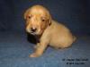 Mr. Checkers - male puppy from Scarlett and Flame litter