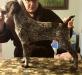 Camo 12 weeks old available to
the perfect hunting/family home 