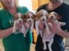 The male pups. (green is sold)