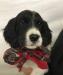 English Setter male puppy - ready for Christmas!!!