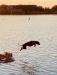 Reggie going for a swim.