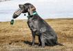 Moose Sire
