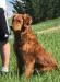 Prairie Hills Titan Princess (Phoebe)