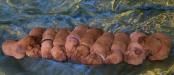 All age appropriate vaccinations and de-worming medications have been administered and vet inspected prior to sale of the Puppy.
