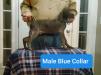 Male Blue Collar right side