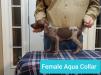 Female Aqua Collar left side