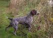 Dad Magnum getting his AKC Junior Hunters Title.