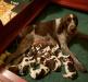 Morghen and her 11 puppies born January 11th , 2020