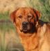 Sire of this litter: Brick