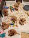 All six pups, 3 males available