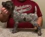 Male #4 @ 7 weeks