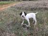 AKC Registered Male GSP.  High level breeding and pedigree.