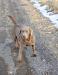 Abby on a walk with me.