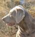 Abby, the puppies mother