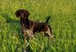 Sire: Axle