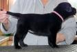 6 week old black female