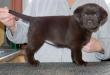 6 week old Chocolate female