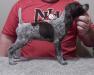 Available Male Pup ( 9 weeks old )