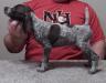 Available Male Pup ( 9 weeks old )