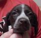 Available Male Pup ( 9 weeks old )