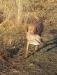 Bird was shot and Hawk retrieved it.