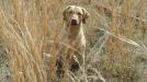 Sally displaying why her color is called deadgrass - the perfect cammo for winter hunting