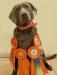 A previous puppy who has earned her Junior Hunting Title!
