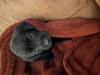 Black lab puppy 