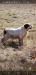 Pearl is a great foot hunting bird dog. Her Sire is a legend in the grouse woods to those who have seen him perform. Buster De Plum Creek has had over one thousand Ruff grouse harvested over him. Nuff said!!!   