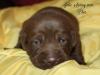 Blue Male 2 weeks old
