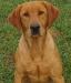 Birddog's Riparian Remington MH